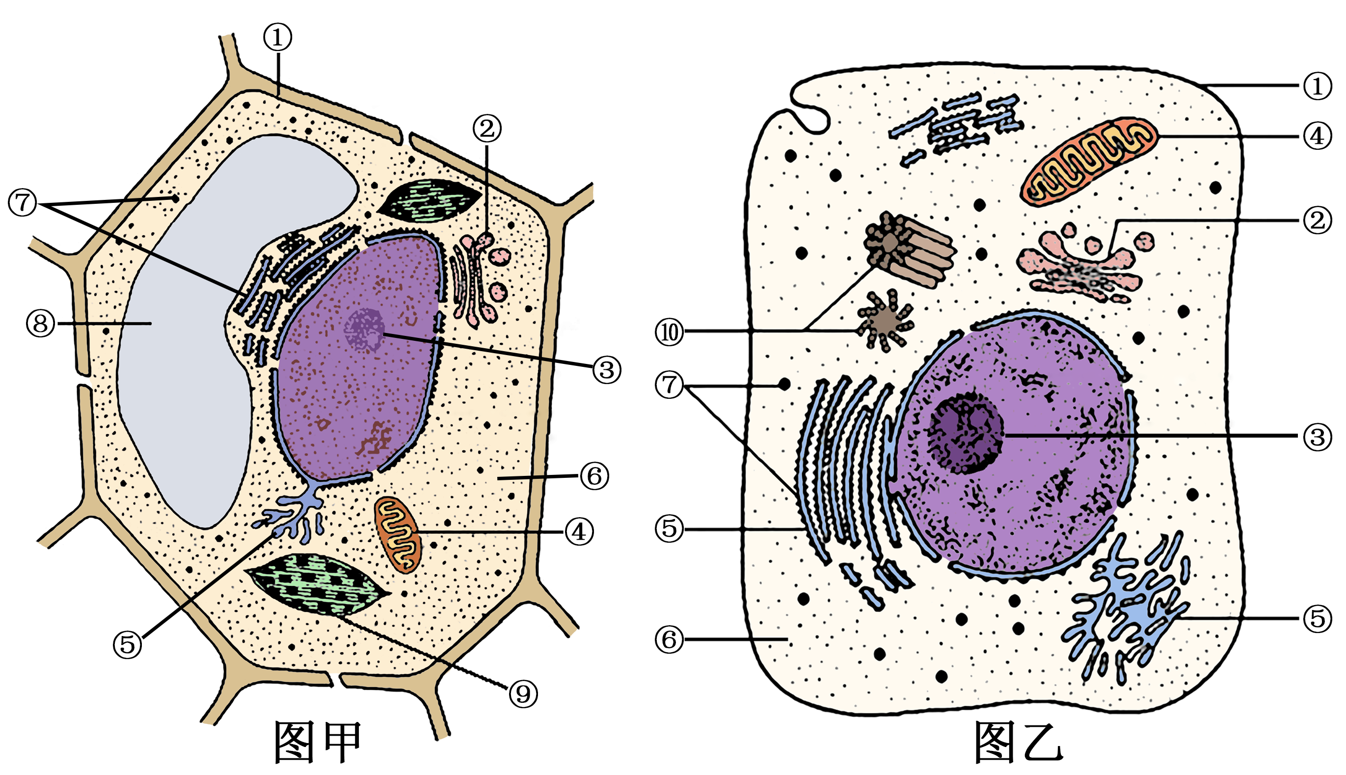 细胞结构示意图细胞亚显微结构图细胞结构模式图细胞平面图亚显微结构