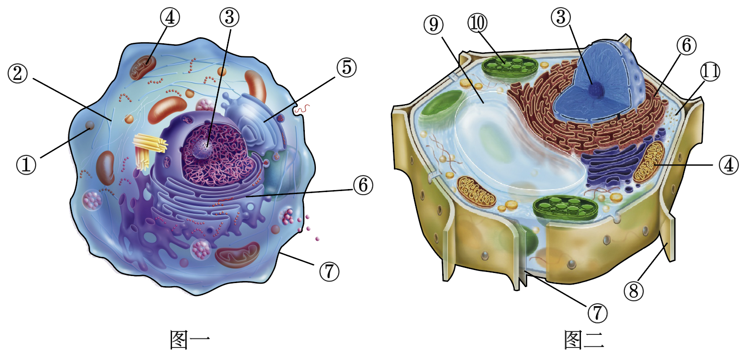 细胞亚显微结构图图片