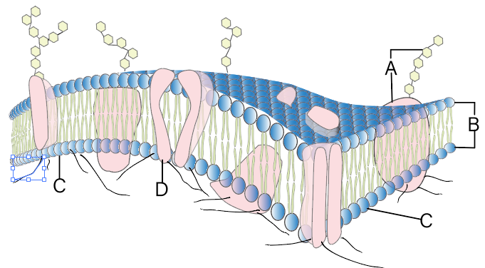细胞膜流动镶嵌模型图图片