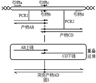 pcr技术图解引物延伸图片