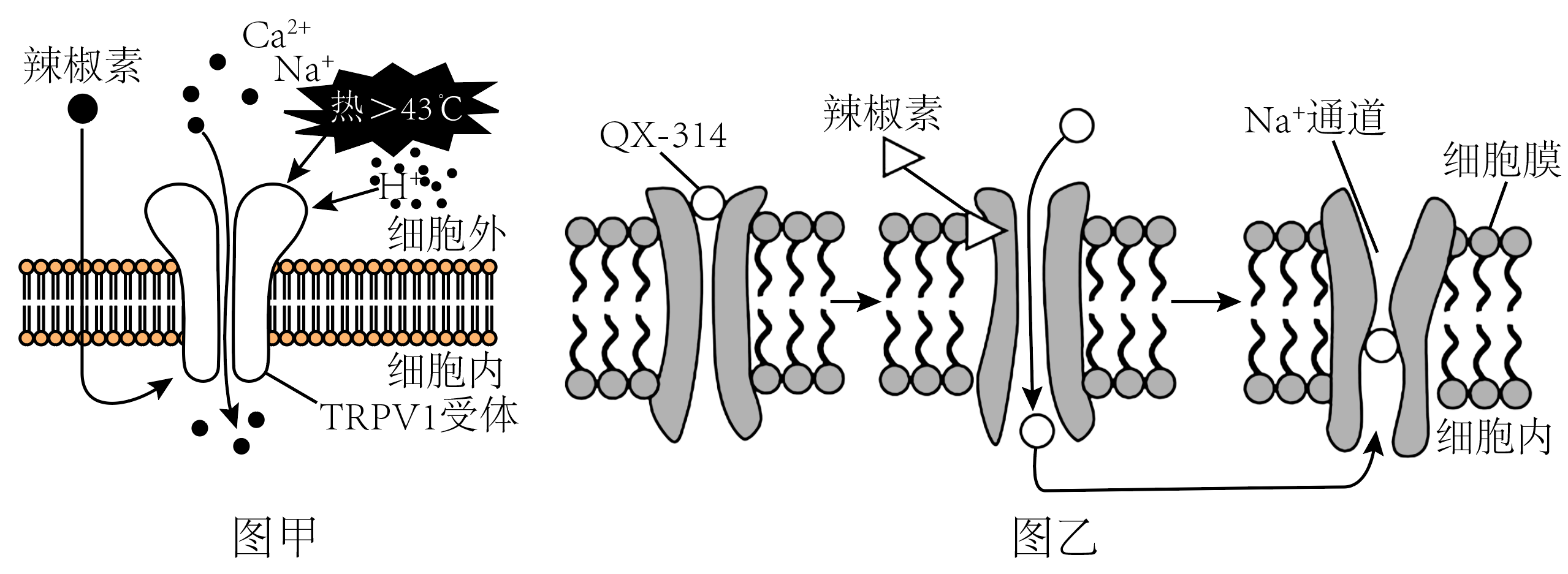 受体示意图图片