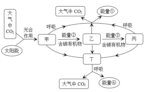 如图所示为食物链中各营养级共有的能量流动情况,其中字母代表能量,不