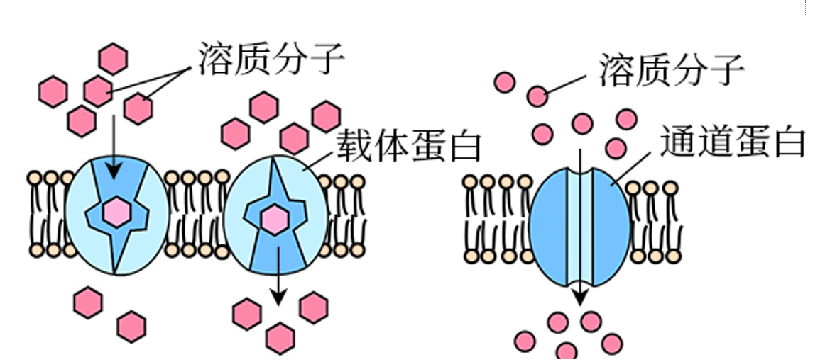 通道蛋白介导的运输速率较快可能是因为消耗的能量较少c