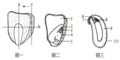 玉米胚的结构简图图片