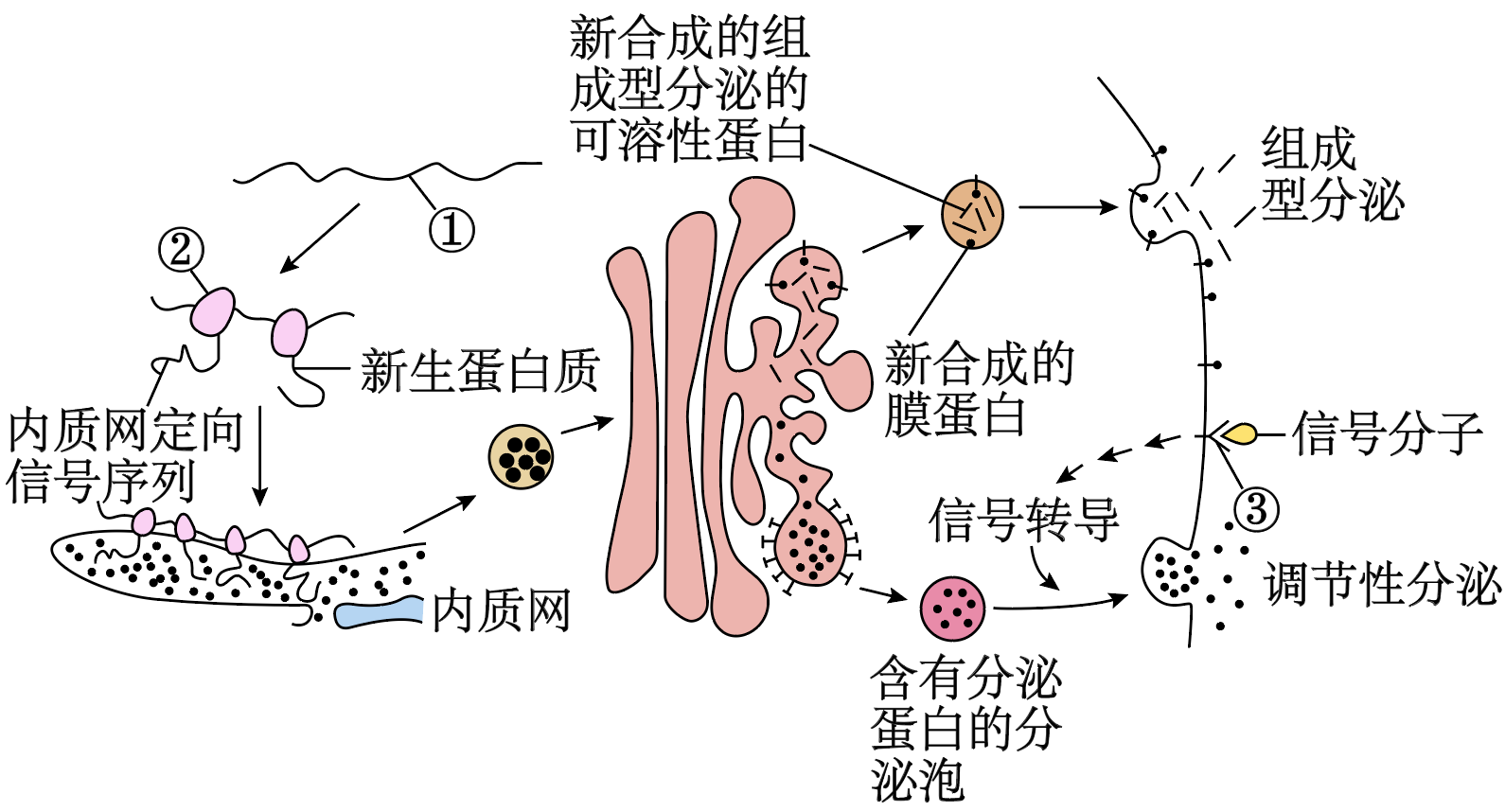 高尔基体的结构示意图图片