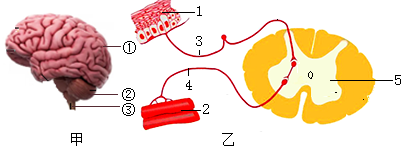 如圖為腦和反射弧結構示意圖請據圖回答