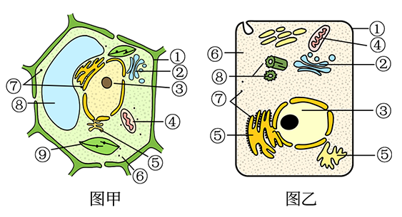 【推荐1】图甲,图乙分别是两类高等生物细胞的亚显微结构模式图,请据