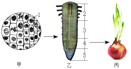 洋葱根茎的解析图图片