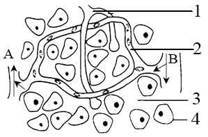 如圖是人體某組織結構示意圖,請據圖回答: (在