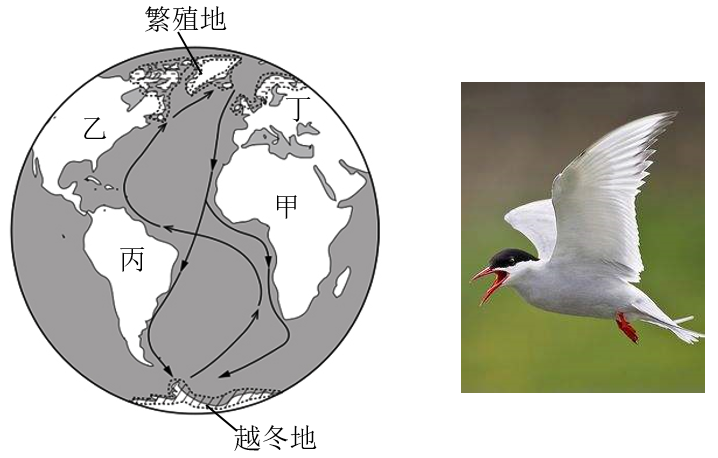 北极燕鸥迁徙路线图图片