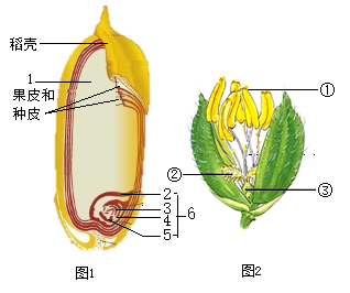 水稻小穗结构示意图图片