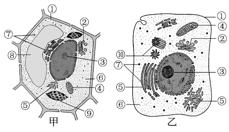 現有如下生物:①變形蟲,②蘋果,③藍藻,④大腸桿菌,⑤hiv(人類免疫