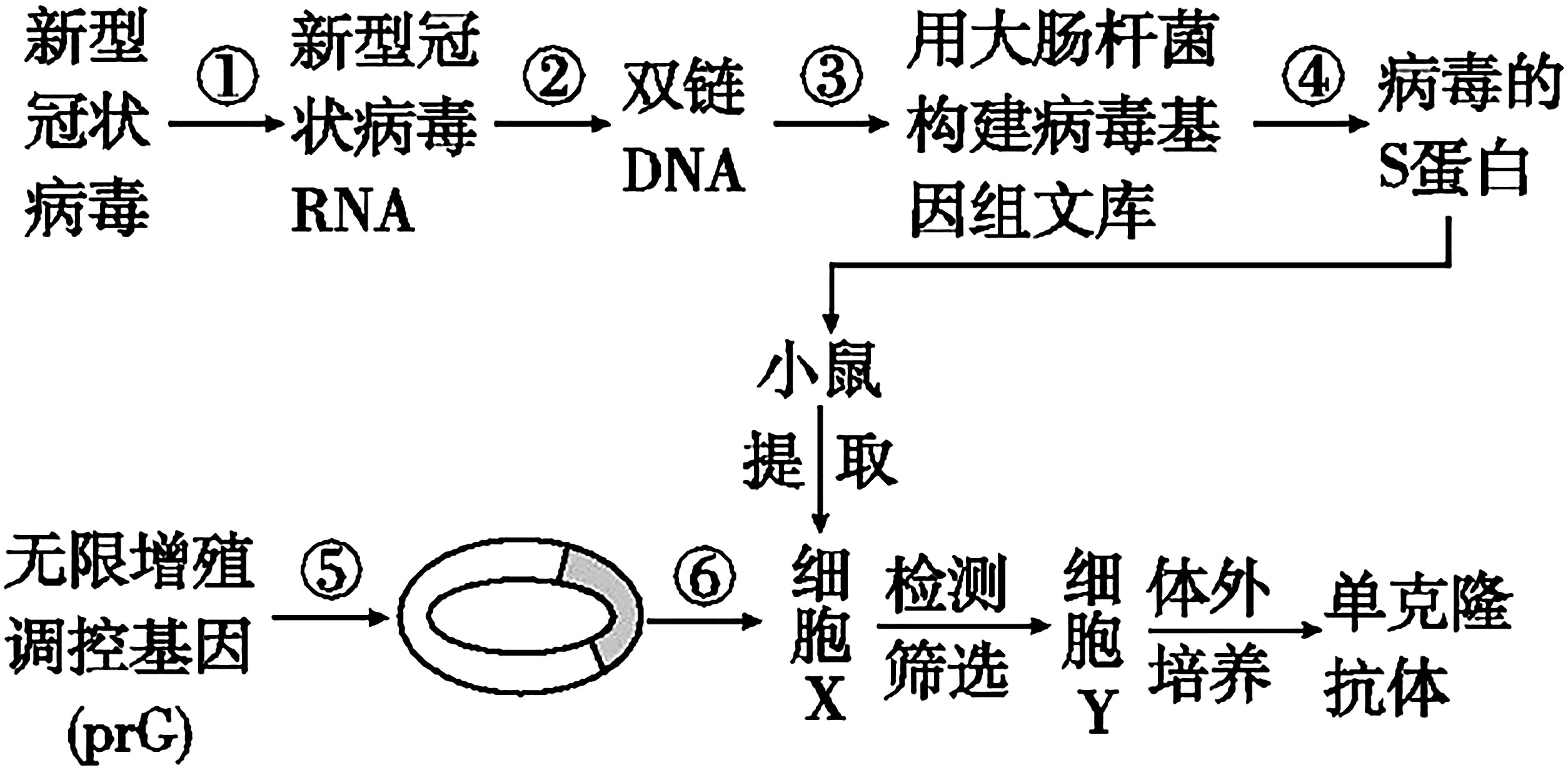 单克隆抗体制备流程图图片