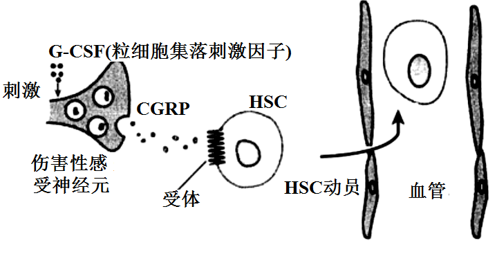 受到某些细胞因子刺激后