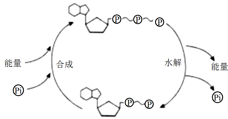 如图是细胞中atp与adp的相互转化过程示意图,下列相关叙述错误的是()a