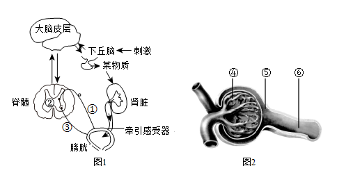 排尿反射过程示意图图片