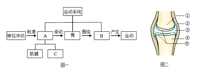 运动系统结构图简笔画图片