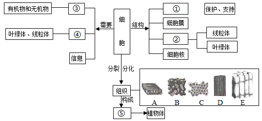 叶绿体的思维导图图片