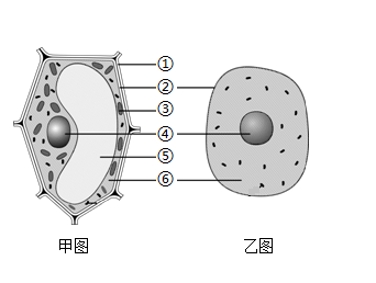 细胞壁示意图图片