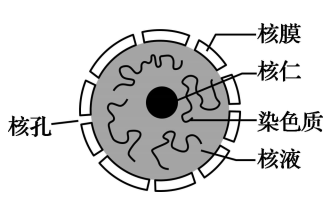 细胞核内部结构图图片