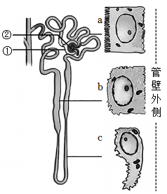 其中肾小管不同区段的上皮细胞存在a,b,c三种形态差异.