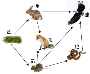 4条动物食物链图片
