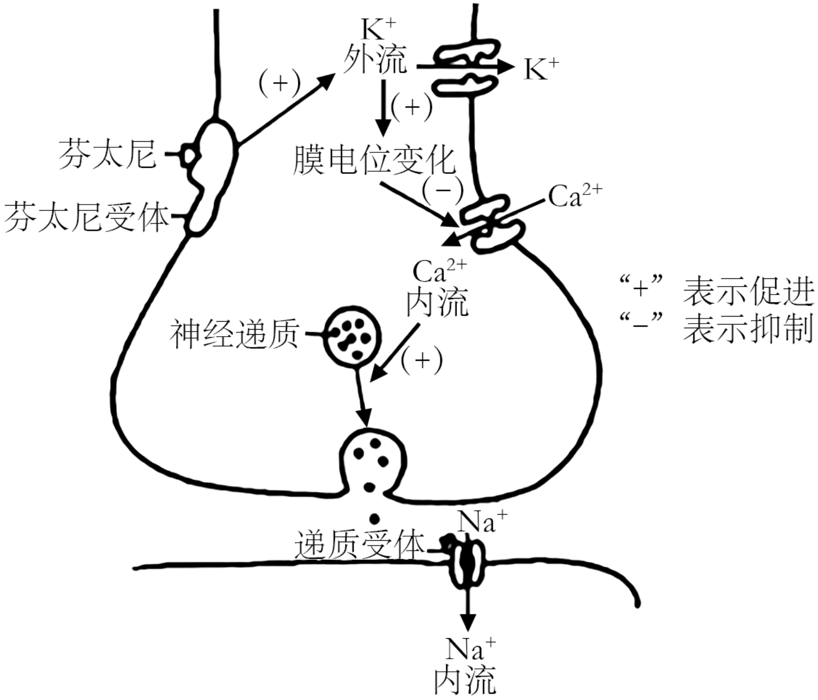 突触前抑制图片