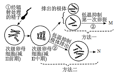 同源染色体的概念图片