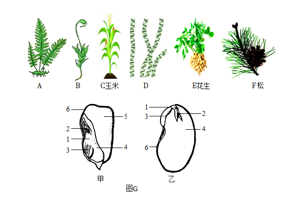 结构模式图,请分析并回答下列问题:藻类植物苔藓植物蕨类植物被子植物