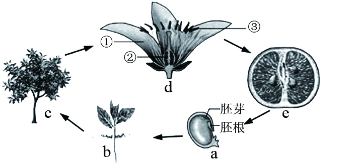 b的植物幼根的生长是分生区细