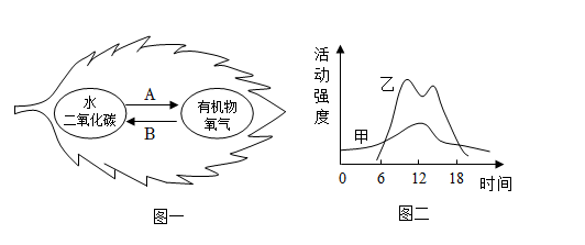 呼吸作用的概念綜合題練習題及答案-初中生物-適中-第8頁-組卷網