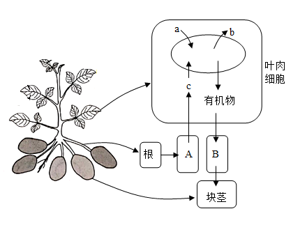 a-c表示物質,a,b屬於輸導組織,據圖回答:綠色開花植物的六大器官蒸騰