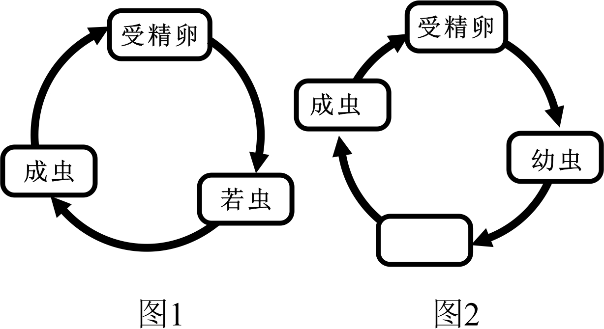 果蝇相对性状图片