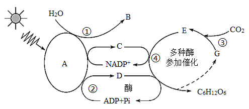 光反应暗反应流程图图片