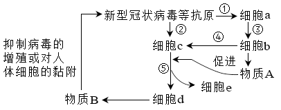 体液免疫示意图图片