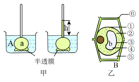 (1)图乙细胞中的______（填数字）组成的结构可以看成是一层半透膜，称为____