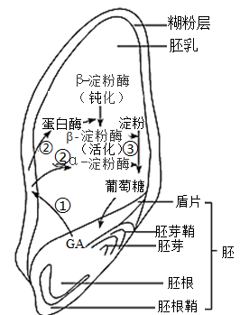 下列叙述正确的是( )a赤霉素能促进细胞伸长,也能促进细胞分