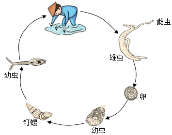 日本血吸虫卵模式图图片