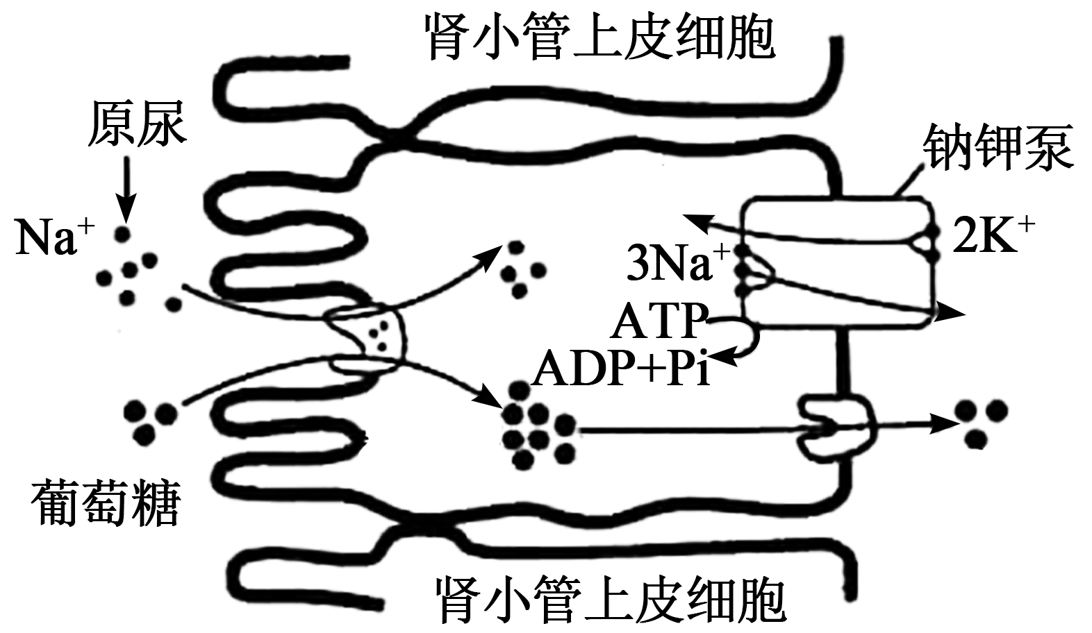下图表示肾小管上皮细胞对原尿中一些物质的重吸收过程(图中物质图形