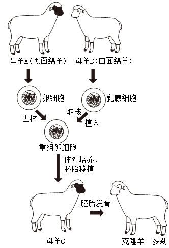 克隆羊多莉简笔画图片