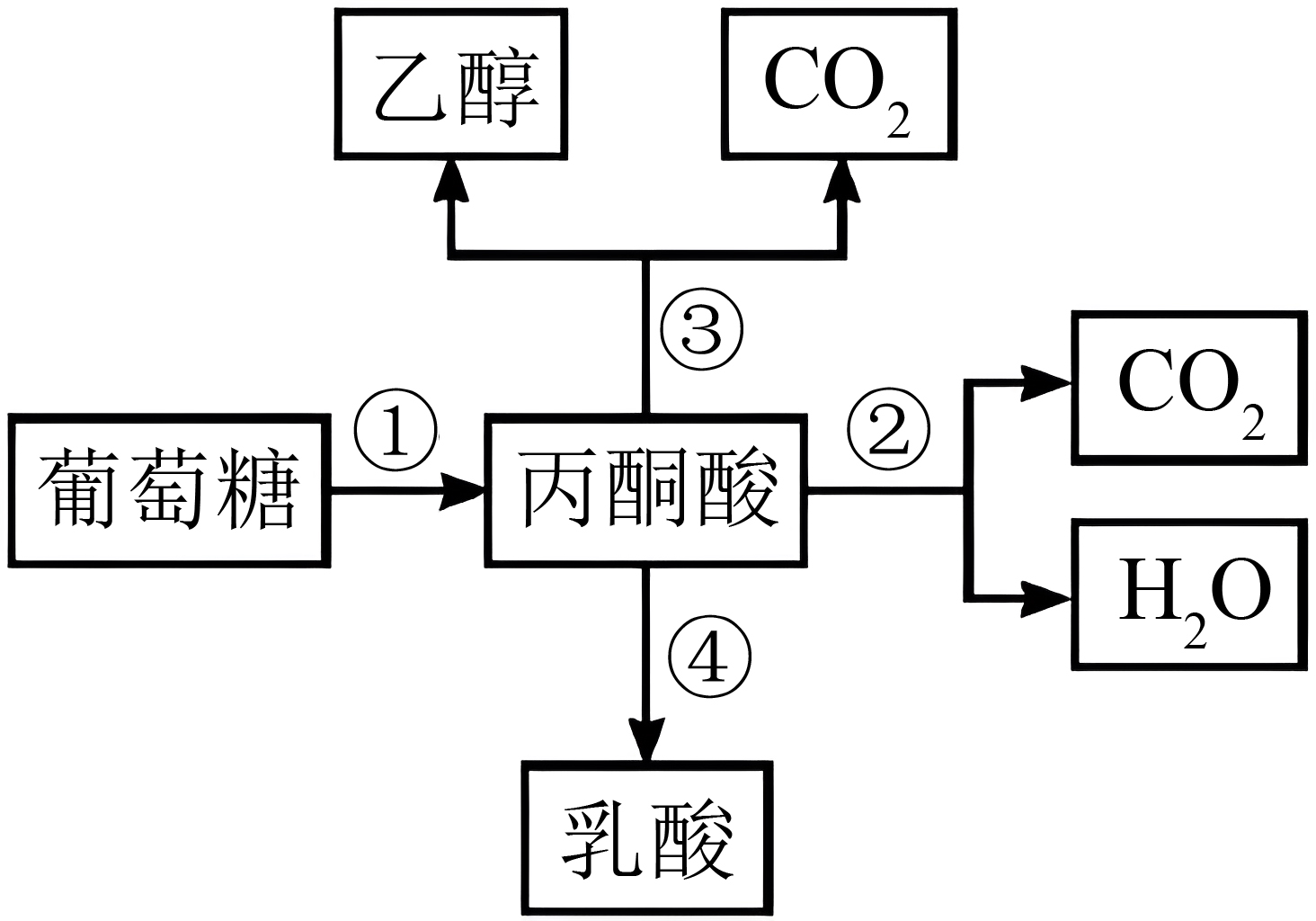 如图表示酵母菌发酵实验过程及相关物质的检测