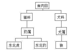 东北虎数量变化统计图图片