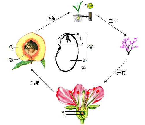 桃树树体结构图图片