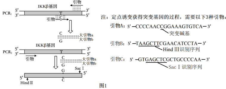 ikk激酶山ikkα,ikkβ和ikkγ三种亚基组成,该酶参与动物体内免疫细胞