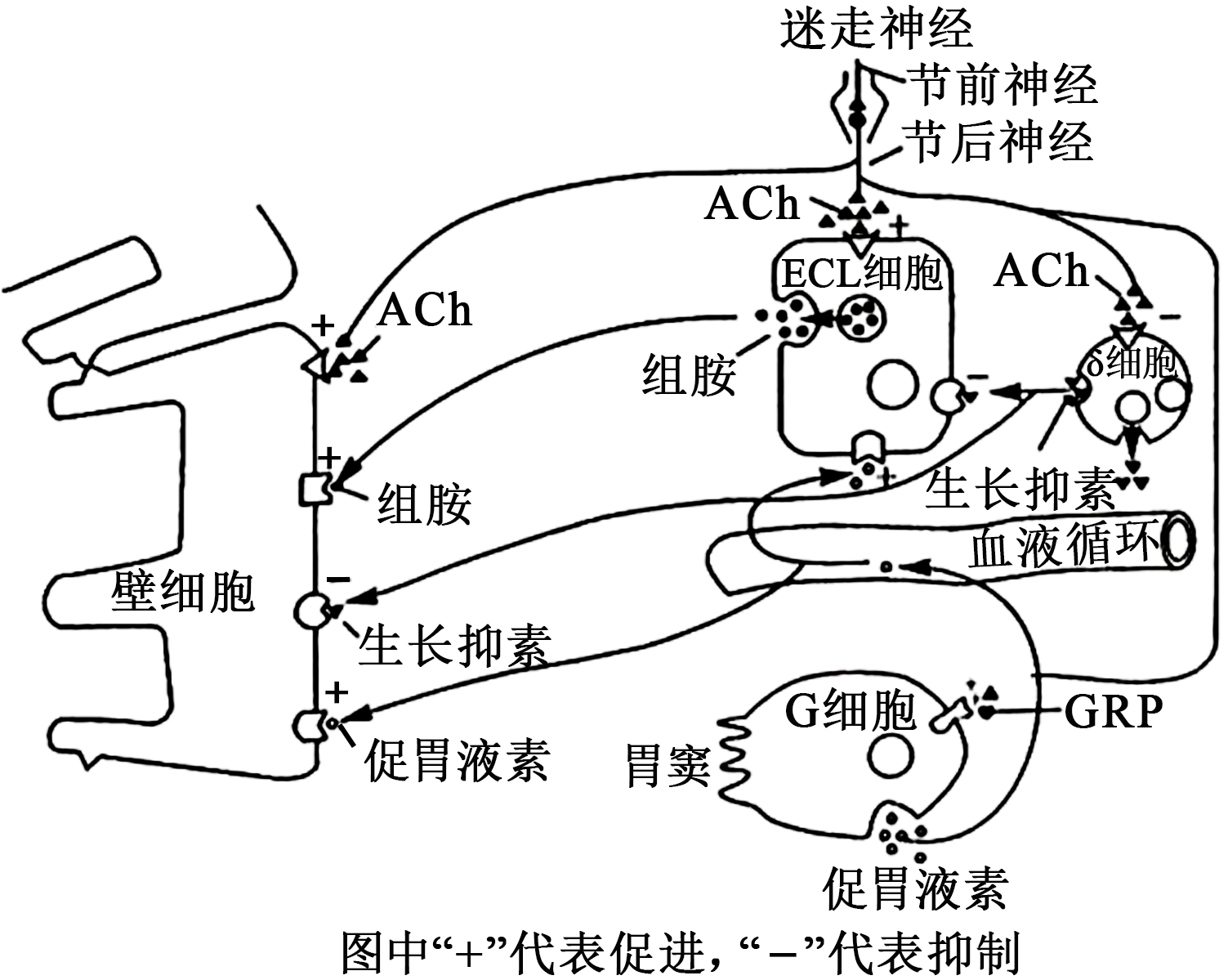 受体示意图图片