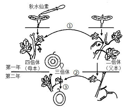 如图是三倍体无子西瓜的培育过程,请注意图中文字注释,数字标注和实验