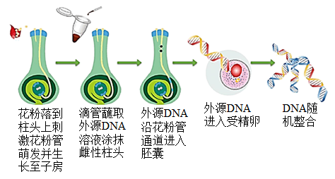 农杆菌介导法侵染步骤图片