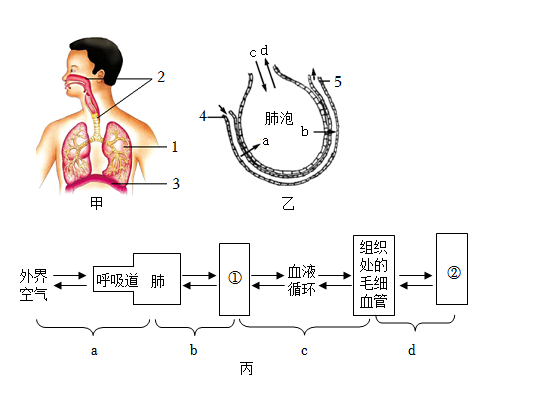 肺内气体交换示意图图片