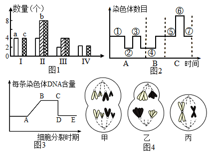 果蝇的染色体图图片