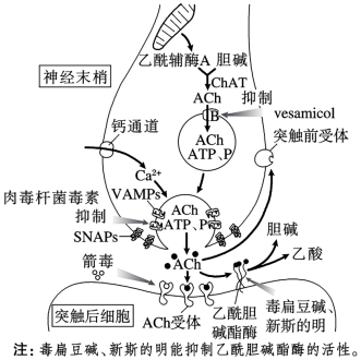 箭毒能与乙酰胆碱竞争突触后膜上的乙酰胆碱受体c.